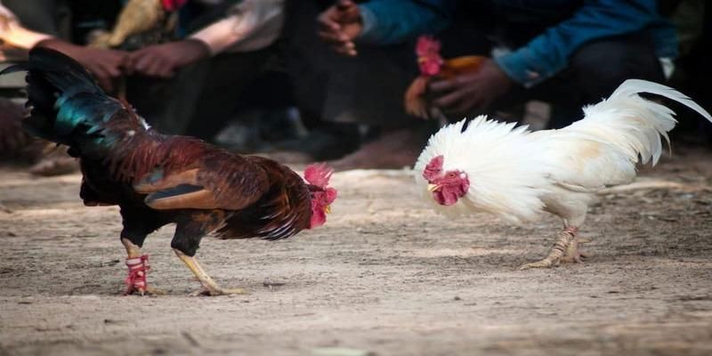 Đá Gà Ăn Tiền Campuchia - Cách Chơi Đá Gà Campuchia